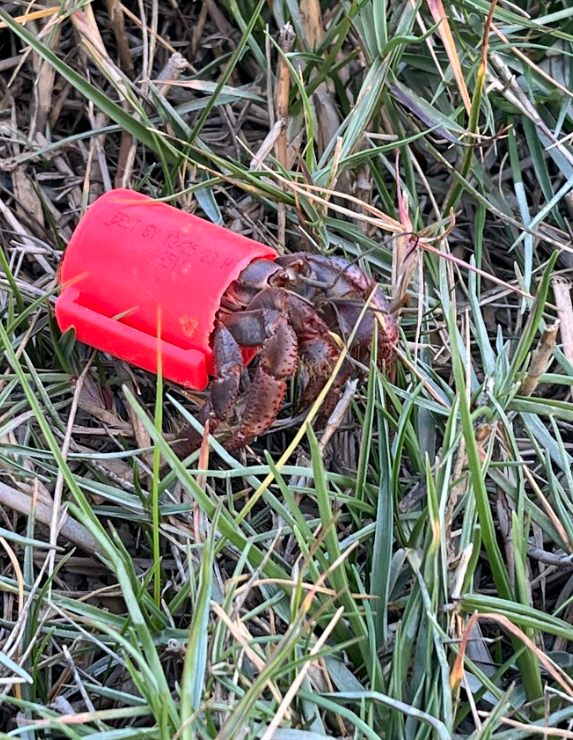 Hermit crab using a red plastic cap as its shell