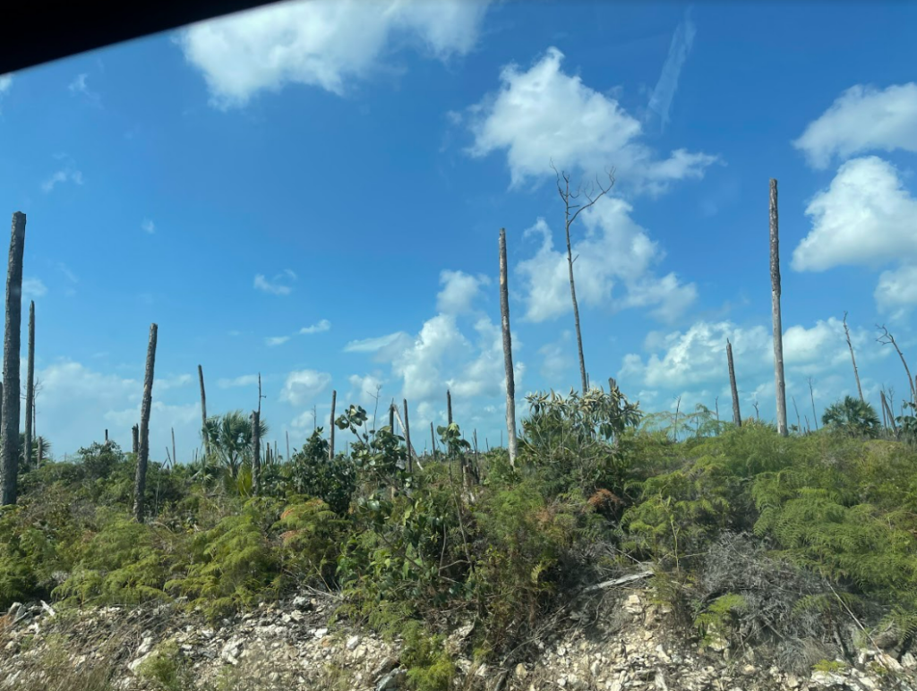 Blue skies behind the small shrubs and broken tree trunks