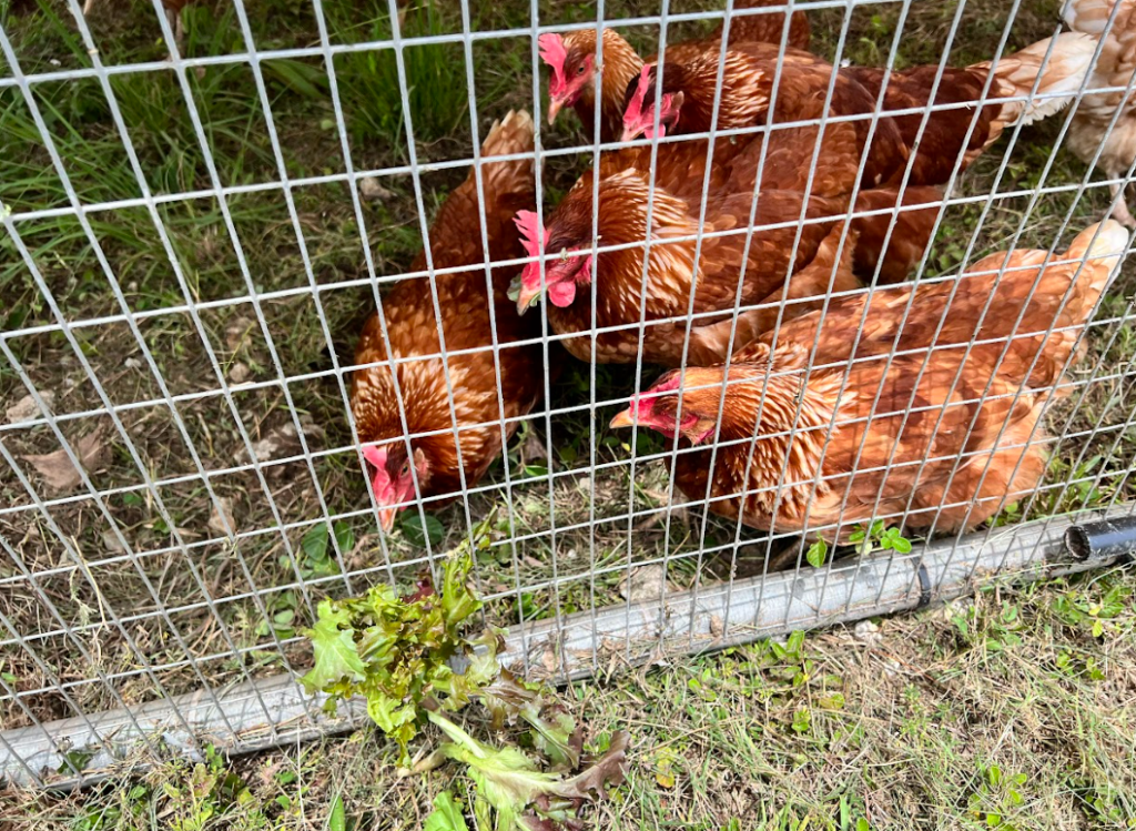 Chickens in a coop eating lettuce