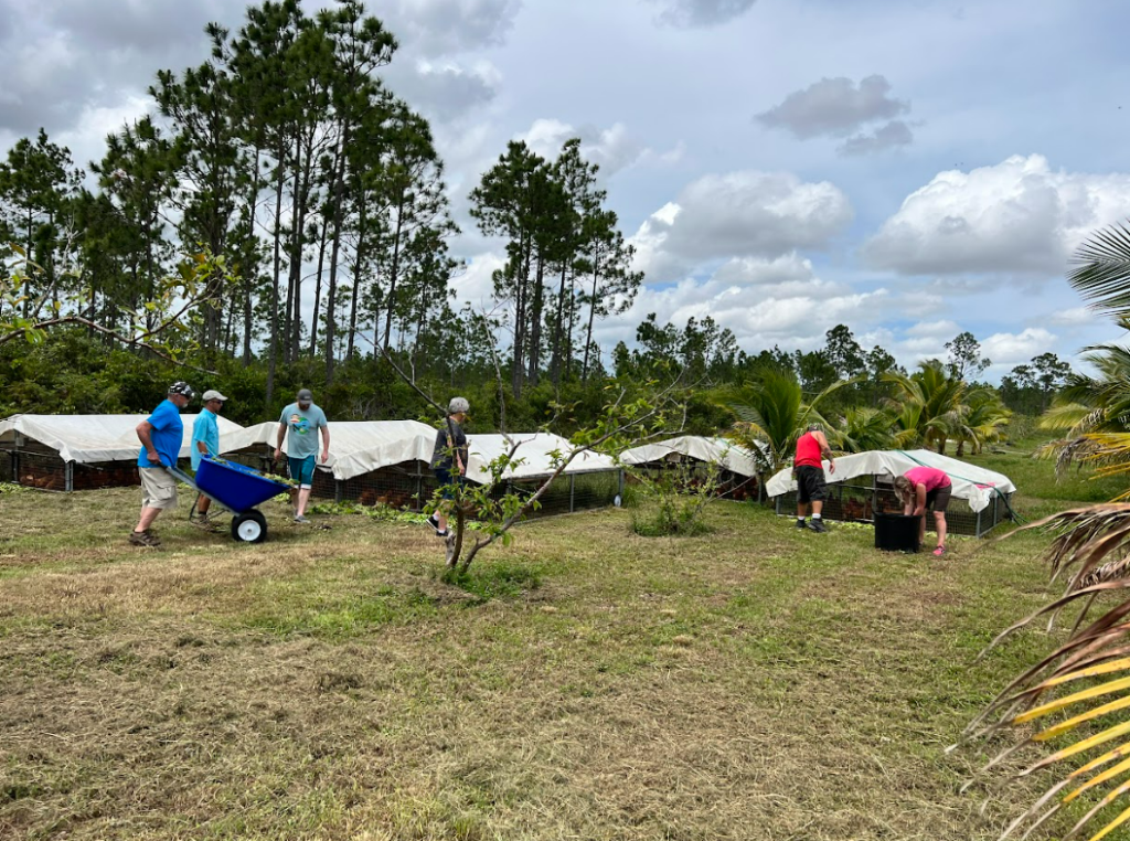 Team members working near the chicken coops distributing lettuce 