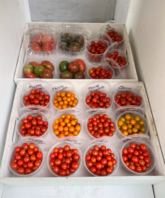 Tomatoes in plastic circle containers